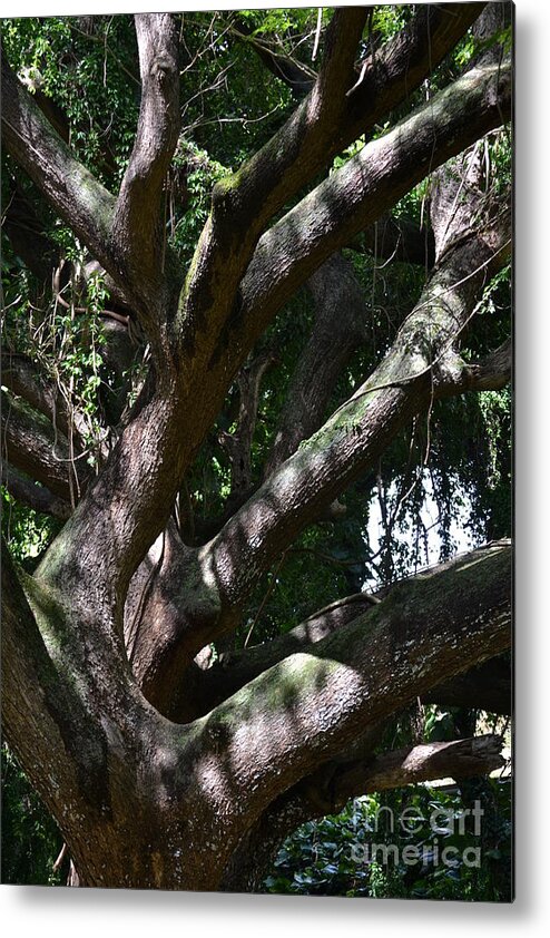 Tree Metal Print featuring the photograph Tree by Art Kleisen