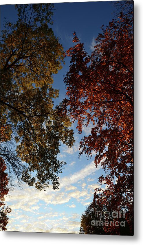 Autumn Sheets Metal Print featuring the photograph Tree Top in Autumn by Bruno Santoro