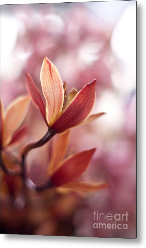 Orchid Metal Print featuring the photograph Tropical Grace by Mike Reid