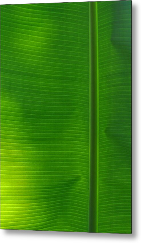 Tropical Metal Print featuring the photograph Tropical Leaf 1 by Peter McIntosh