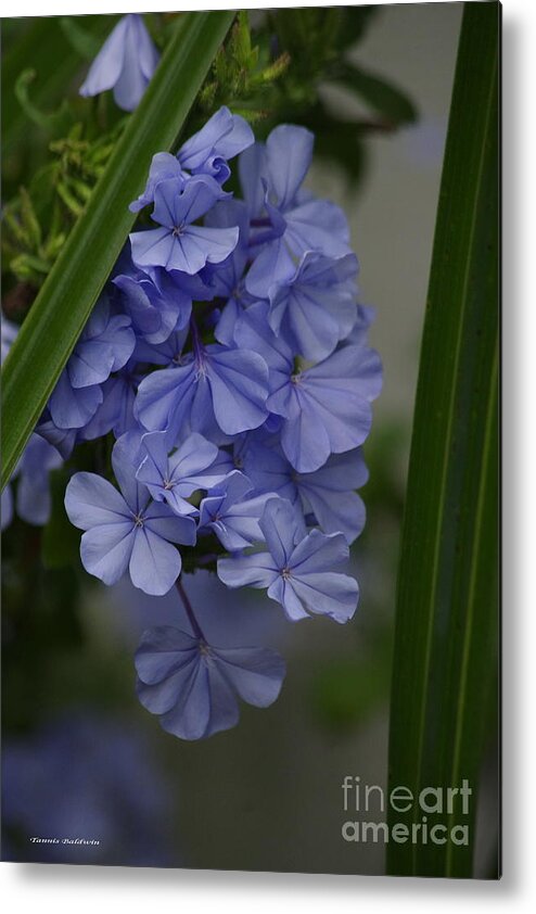 Flowers Metal Print featuring the photograph True blue by Tannis Baldwin