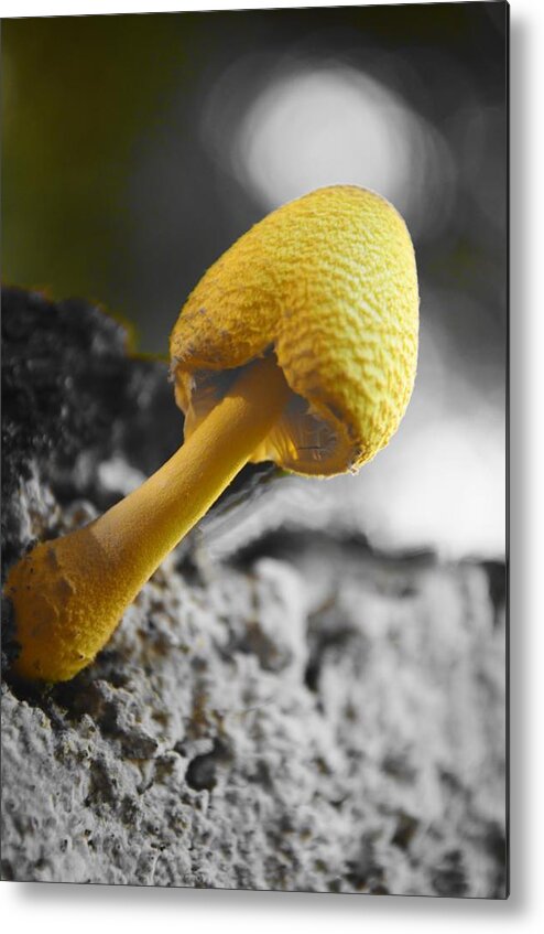 Mushroom Metal Print featuring the photograph Turgid 'Shroom by Lynda Dawson-Youngclaus