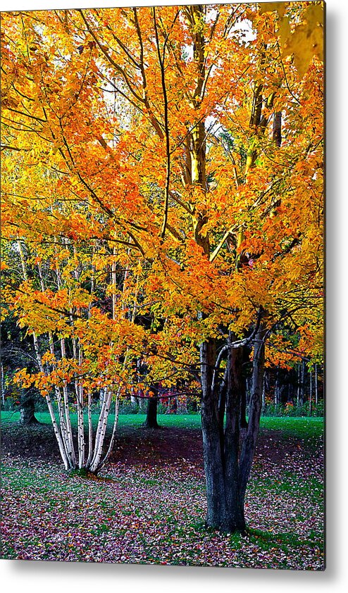 Fall Metal Print featuring the photograph Twins by Burney Lieberman