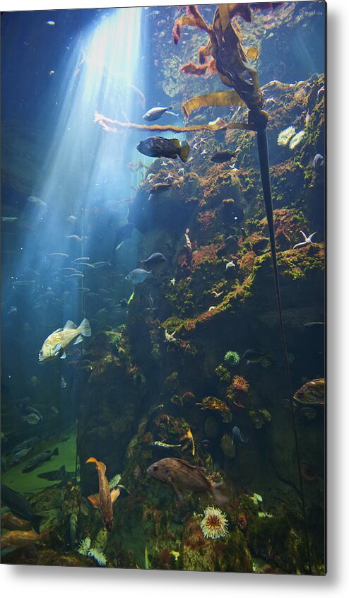 Aquarium Metal Print featuring the photograph View Of Fish In An Aquarium In The San by Laura Ciapponi