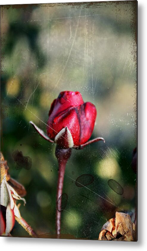 Rose Metal Print featuring the photograph Vintage Winter Rose by KayeCee Spain