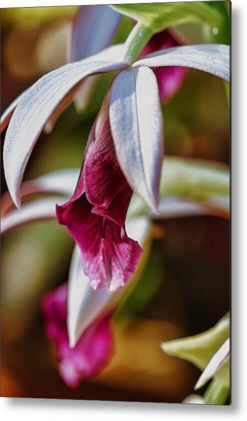 Violet Metal Print featuring the photograph Violet Beauty by Linda Tiepelman
