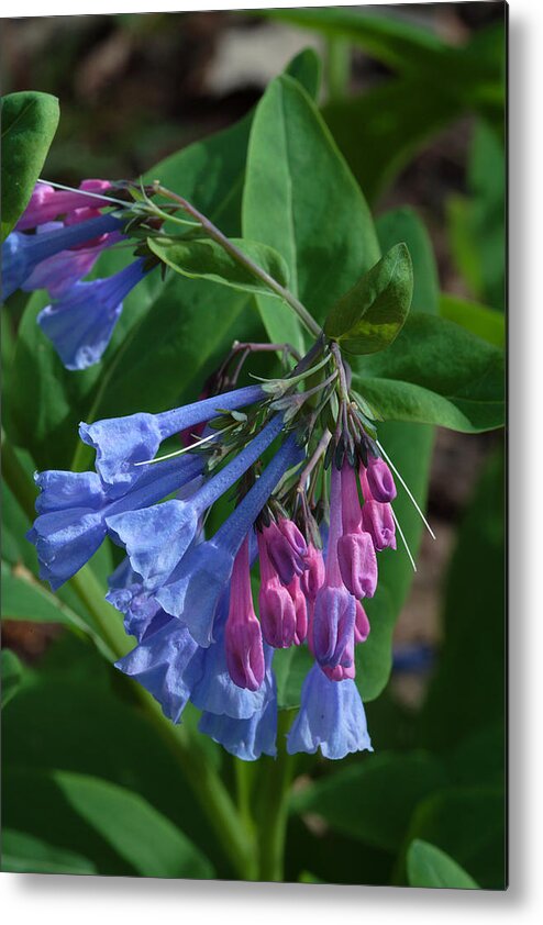Flower Metal Print featuring the photograph Virginia Bluebells by Daniel Reed