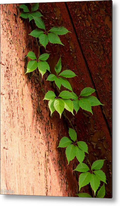 Vitis Metal Print featuring the photograph Vitis by Michael Goyberg