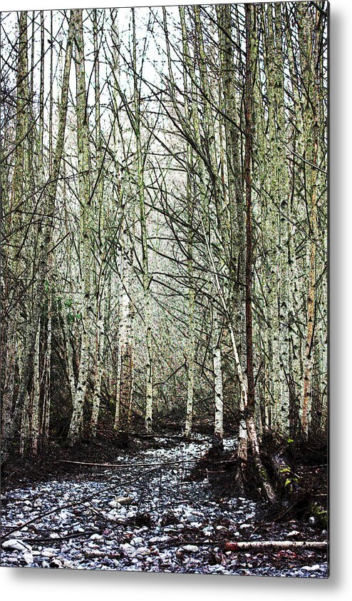 Forest Metal Print featuring the photograph Walk Along the Dungeness by Marie Jamieson