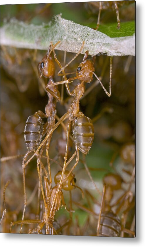 00298233 Metal Print featuring the photograph Weaver Ant Workers Pulling Together by Piotr Naskrecki