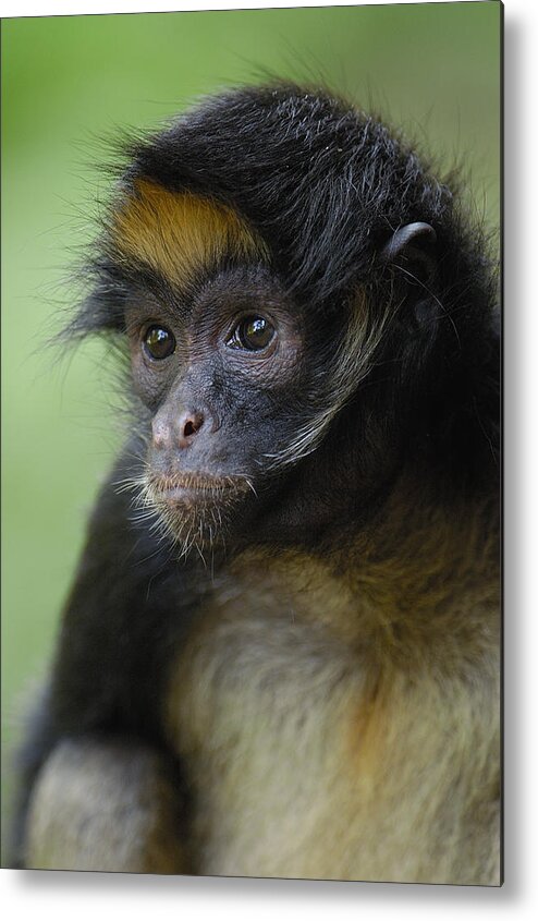 Mp Metal Print featuring the photograph White-bellied Spider Monkey Ateles by Pete Oxford