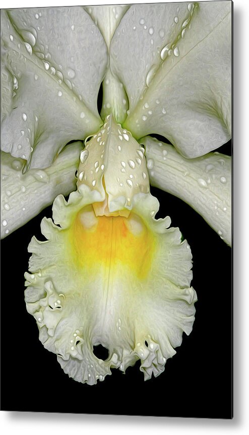 Orchid Metal Print featuring the photograph White Orchid by Dave Mills