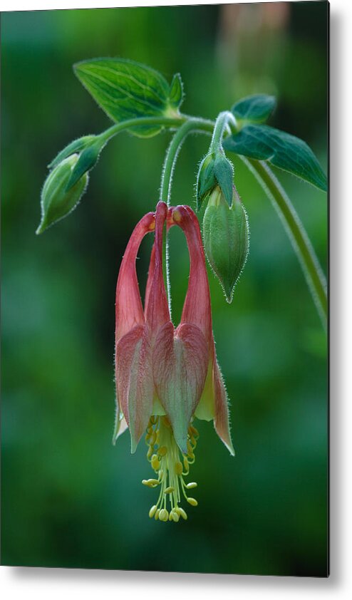 Aquilegia Canadensis Metal Print featuring the photograph Wild Columbine Flower by Daniel Reed