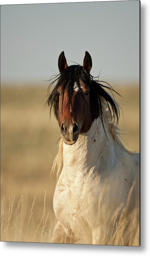 Blm Metal Print featuring the photograph Wild Mustang Band Stallion by D Robert Franz