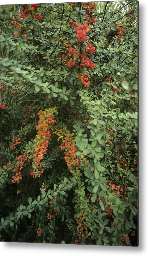 Berberis Wilsoniae Metal Print featuring the photograph Wilson's Barberry (berberis Wilsoniae) by Adrian Thomas