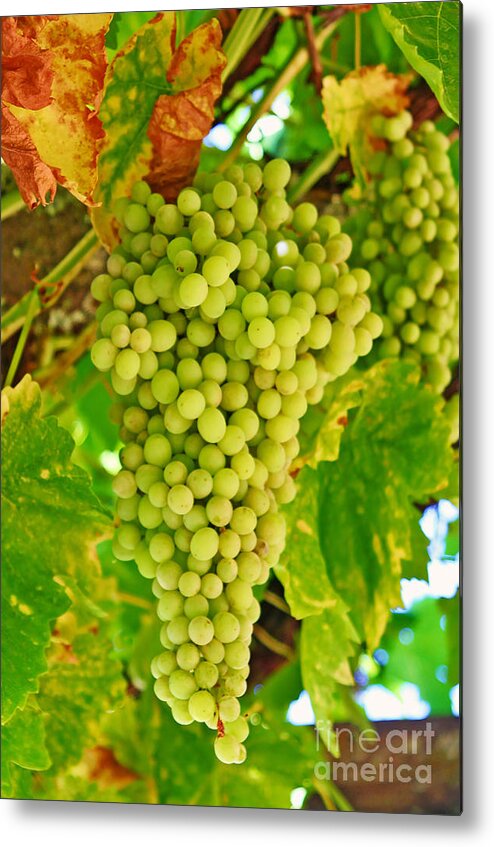 Wine Grapes Metal Print featuring the photograph Wine Grapes in California by Paul Topp
