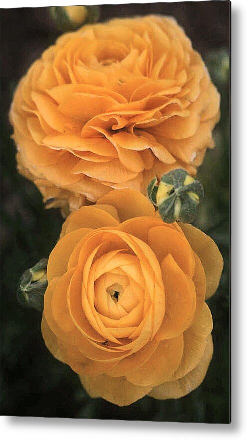 Yellow Metal Print featuring the photograph Yellow Blooms by Louise Mingua