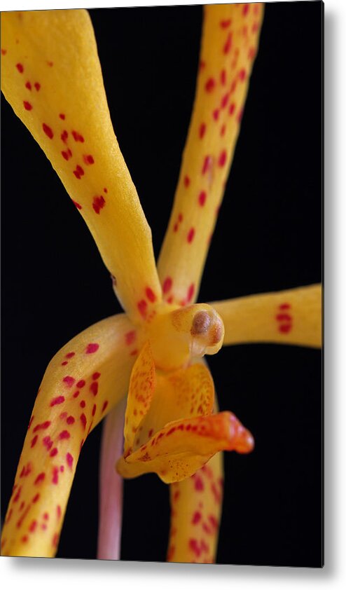 Orchid Metal Print featuring the photograph Yellow Mokara Orchid Flower by Juergen Roth