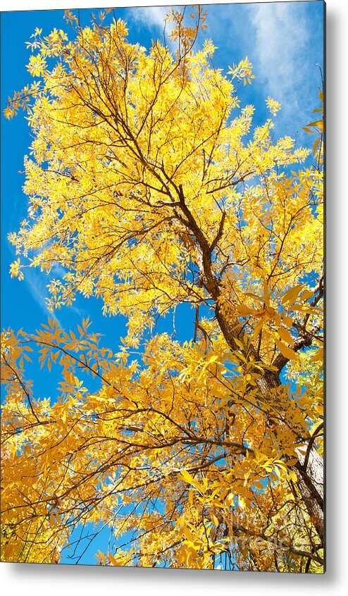 Autumn Metal Print featuring the photograph Yellow on Blue by Bob and Nancy Kendrick
