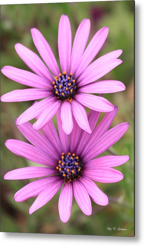 Daisy Metal Print featuring the photograph You and Me by Amy Gallagher
