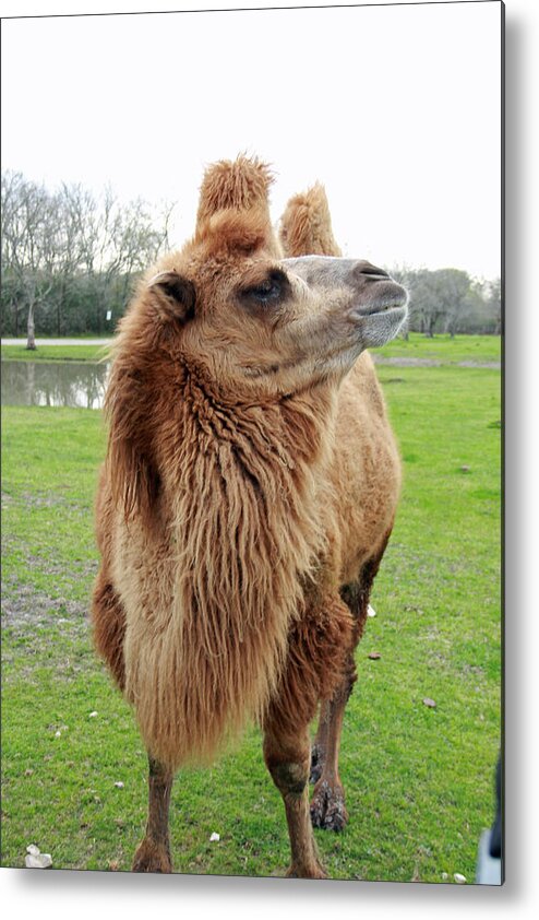 Camel Metal Print featuring the photograph You Lookin At Me by Naomi Wittlin