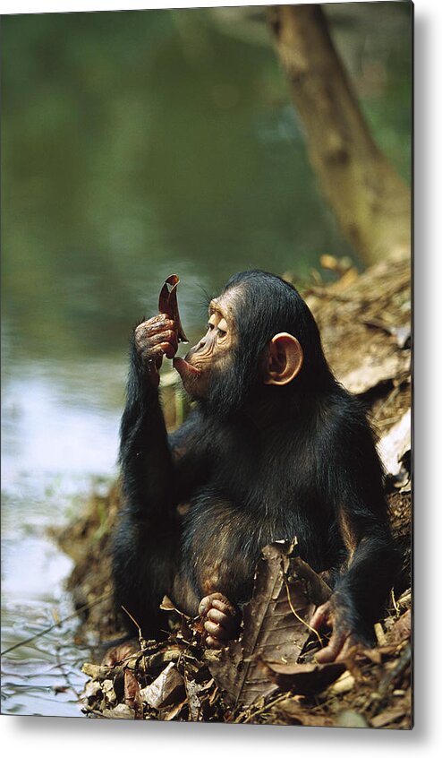 Mp Metal Print featuring the photograph Young Chimpanzee Using A Leaf to Drink by Cyril Ruoso