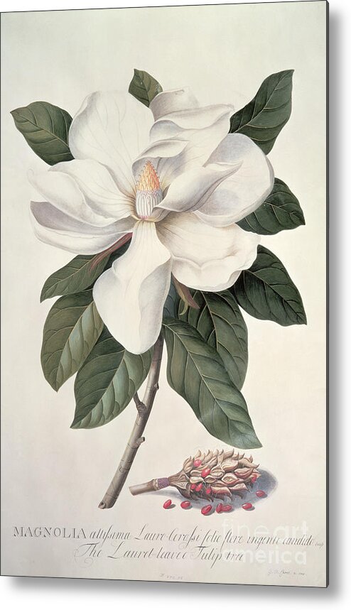 Plant Metal Print featuring the painting Magnolia by Georg Dionysius Ehret