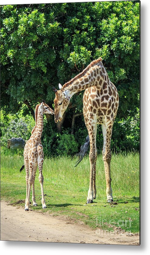Wildlife Metal Print featuring the photograph A Mother's Affection #1 by Jennifer Ludlum