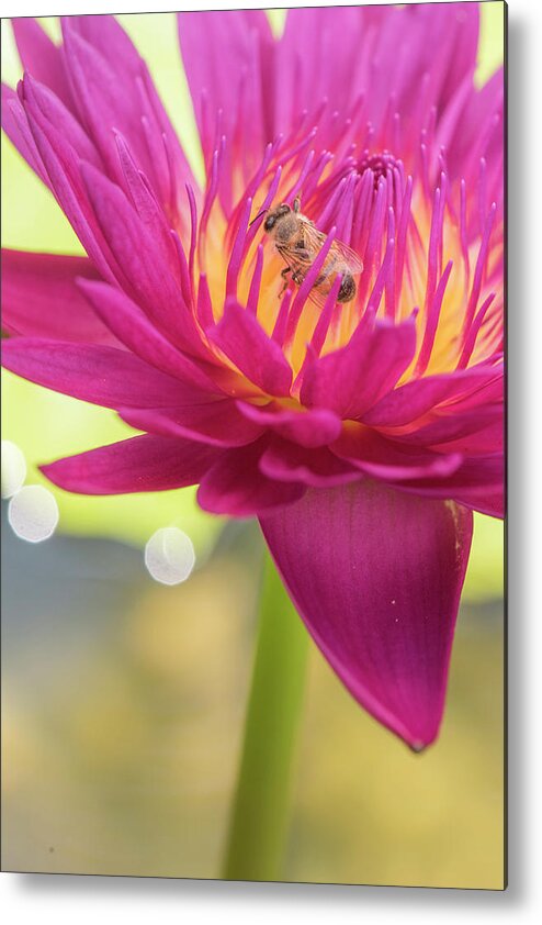Lily Metal Print featuring the photograph Attraction. by Usha Peddamatham