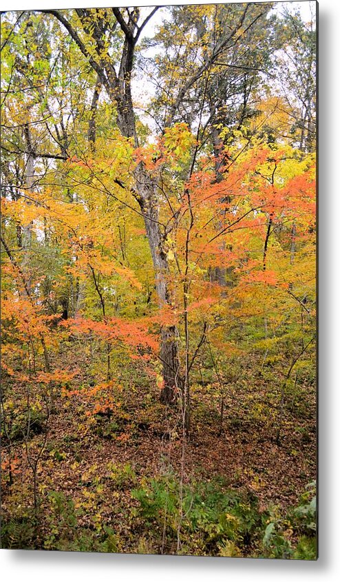 Forest Metal Print featuring the photograph Autumn #1 by Bonfire Photography
