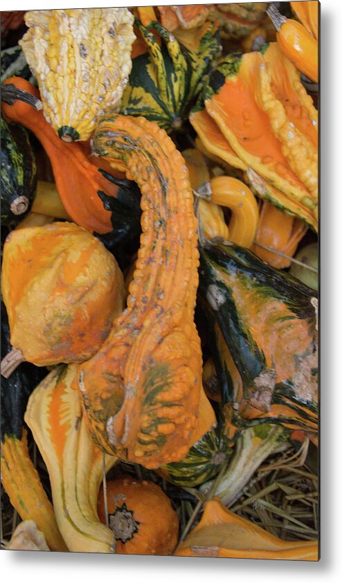 Gourd Metal Print featuring the photograph Autumn Gourds #1 by Pamela Williams