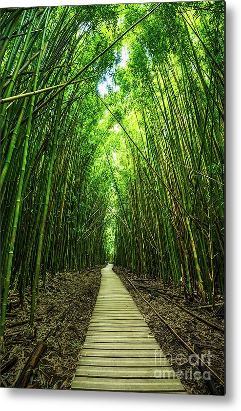 Bamboo Forest Metal Print featuring the photograph Bamboo Forest #1 by Jamie Pham