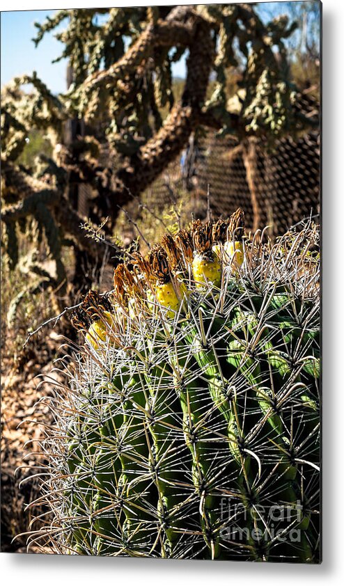 Arid Metal Print featuring the photograph Barrel Cactus #1 by Lawrence Burry