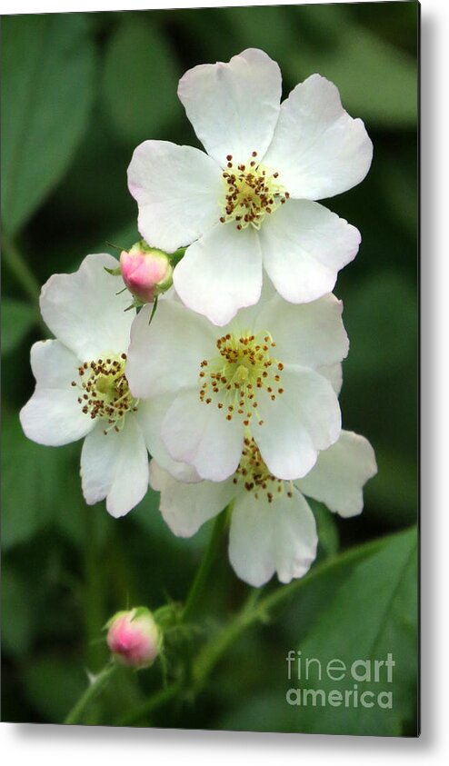 Flower Metal Print featuring the photograph Blackberry blossoms #1 by Frank Townsley