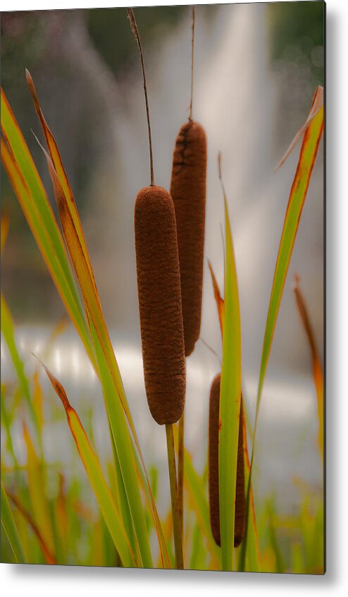 New York Metal Print featuring the photograph Cattails by Brenda Jacobs