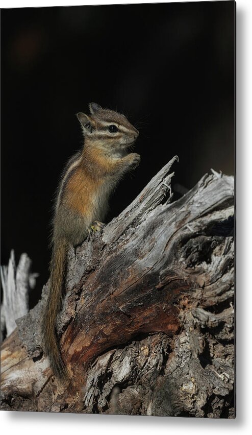Chipmunk Metal Print featuring the photograph Chipmunk #1 by Angie Vogel