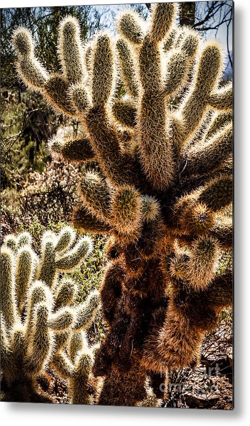 Arizona Metal Print featuring the photograph Cholla Cacti #1 by Lawrence Burry