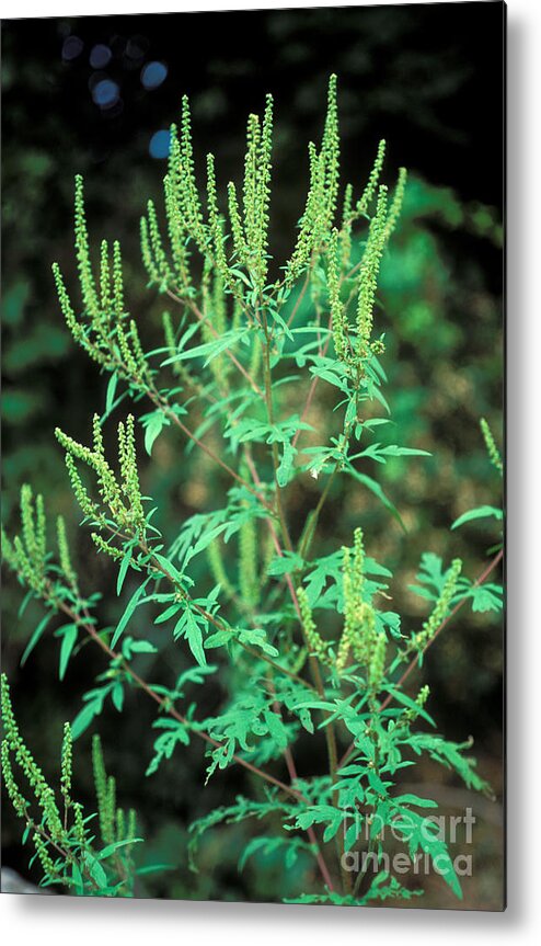 Plant Metal Print featuring the photograph Common Ragweed In Flower by John Kaprielian