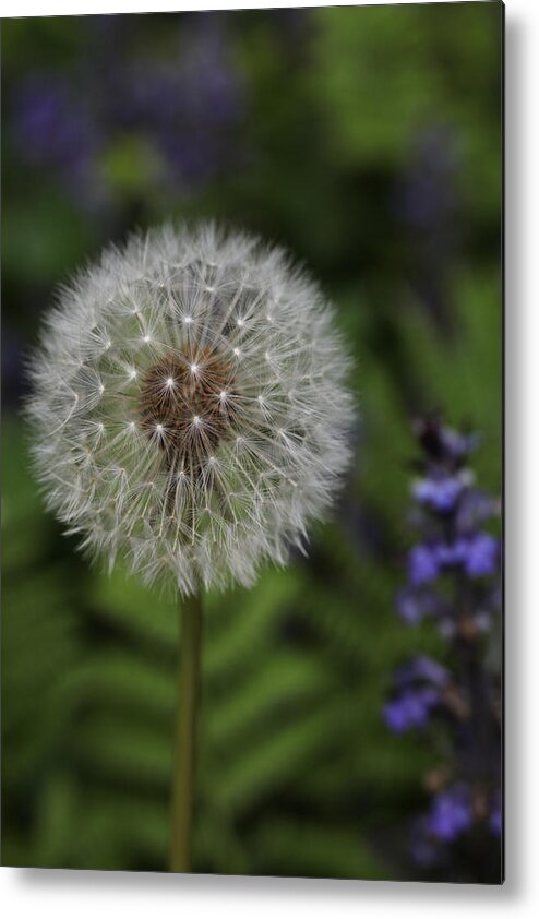 Dandelion Metal Print featuring the photograph Dandelion Fern #1 by Tammy Pool