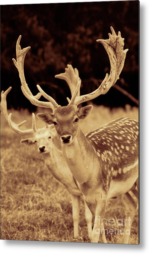 Deer Metal Print featuring the photograph Deer Sepia #1 by Douglas Barnard