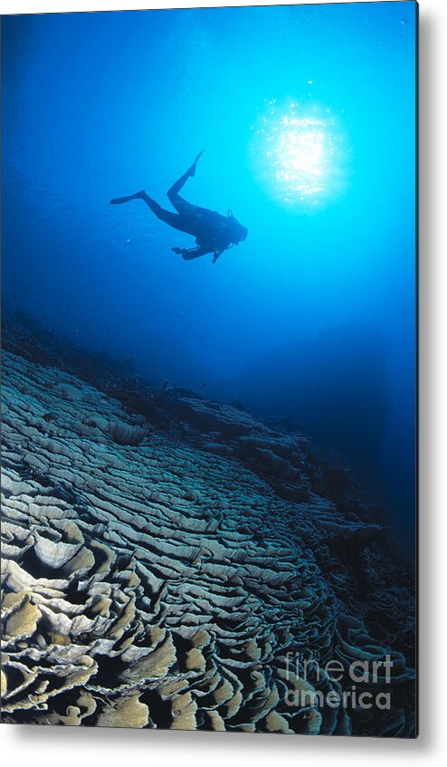 Blue Metal Print featuring the photograph Diving Scene by Ed Robinson - Printscapes