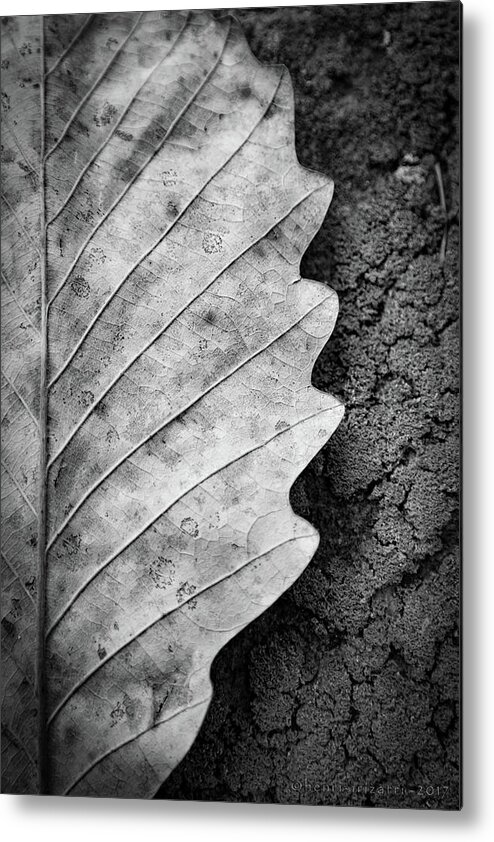 Leaf Metal Print featuring the photograph Dried Leaf #1 by Henri Irizarri