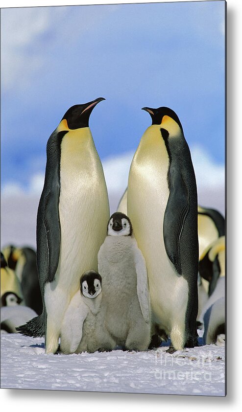 Mp Metal Print featuring the photograph Emperor Penguin Family by Konrad Wothe