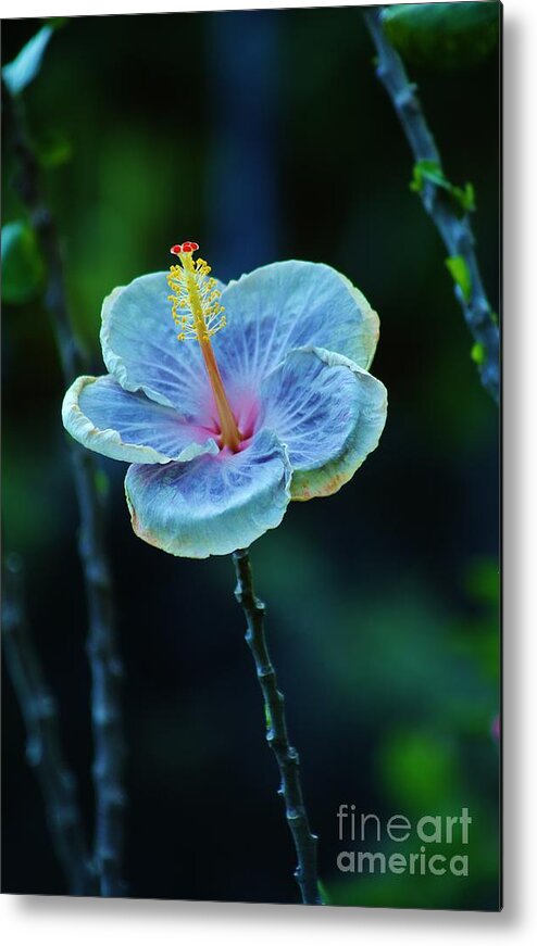 Hibiscus Metal Print featuring the photograph Fading Beauty #1 by Craig Wood
