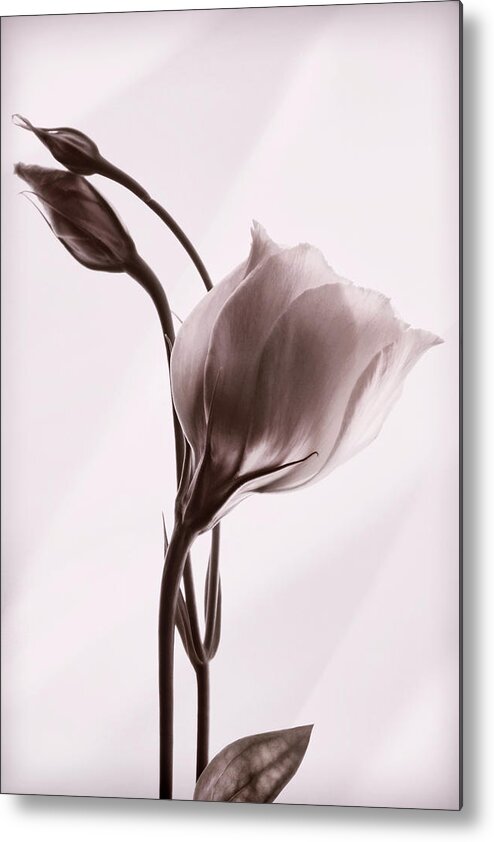 Lisianthus Flowers Metal Print featuring the photograph Grace in Simplicity #1 by Leda Robertson