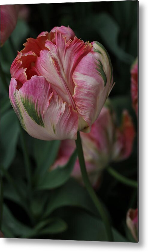 Tulip Metal Print featuring the photograph Green Wave Parrot Tulip by Tammy Pool