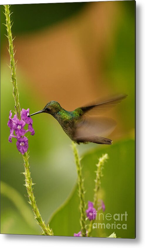 Hummingbird Metal Print featuring the photograph Hummingbird in Costa Rica #2 by Natural Focal Point Photography