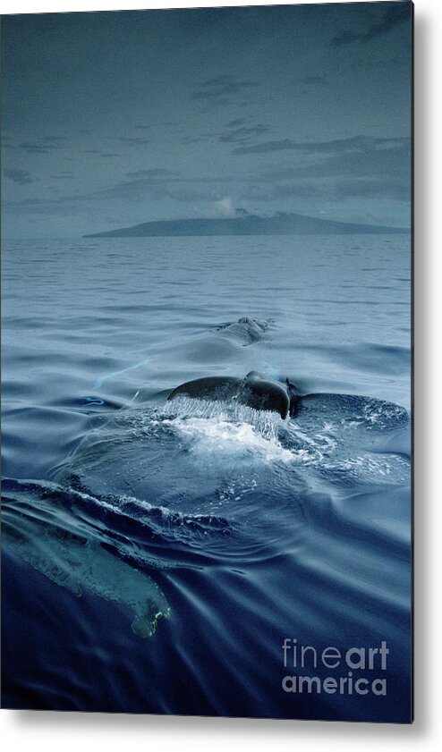 Mp Metal Print featuring the photograph Humpback Whale and Calf #1 by Flip Nicklin