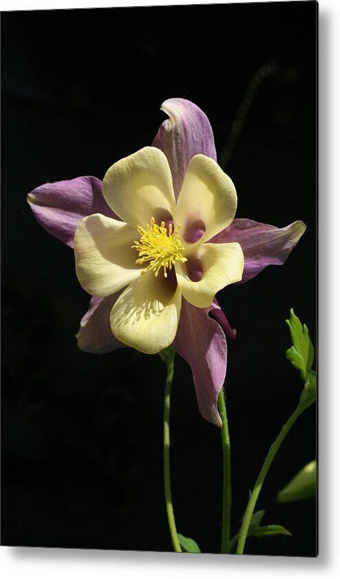 Columbine Metal Print featuring the photograph In the Spotlight by Tammy Pool