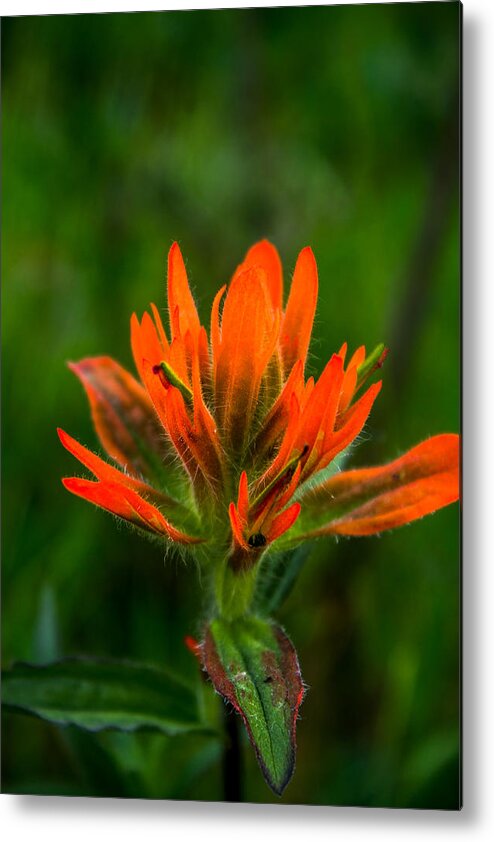Indian Paintbrush Metal Print featuring the photograph Indian Paintbrush #1 by Thomas Nay